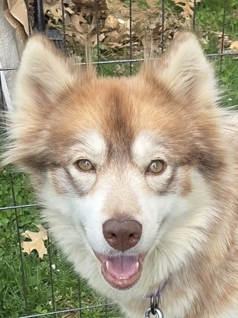 Heidi image 2