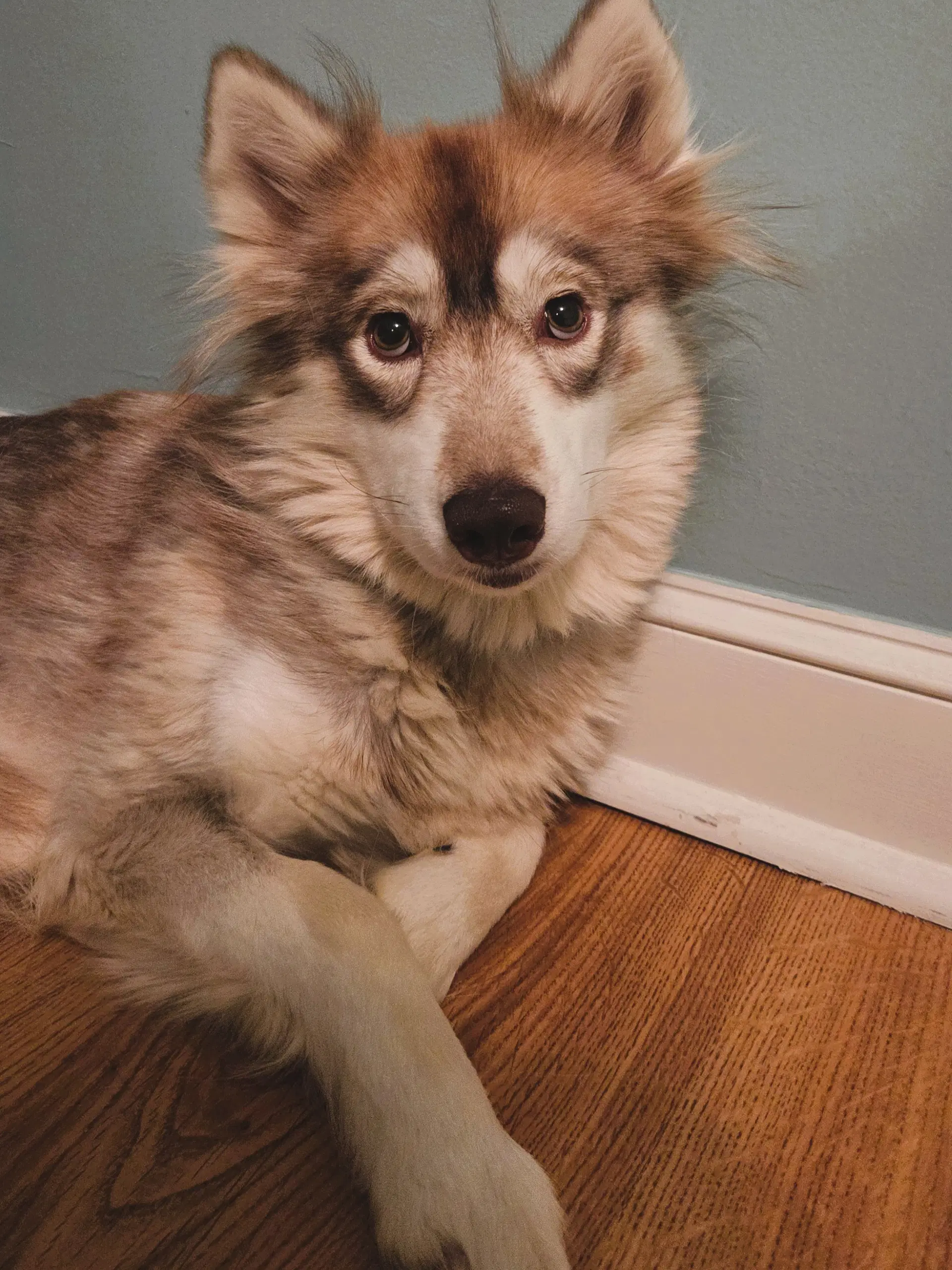 Heidi image 3