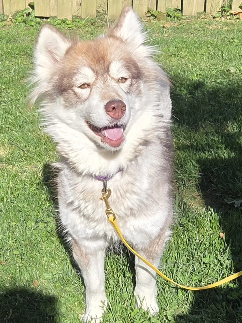 Heidi image 4