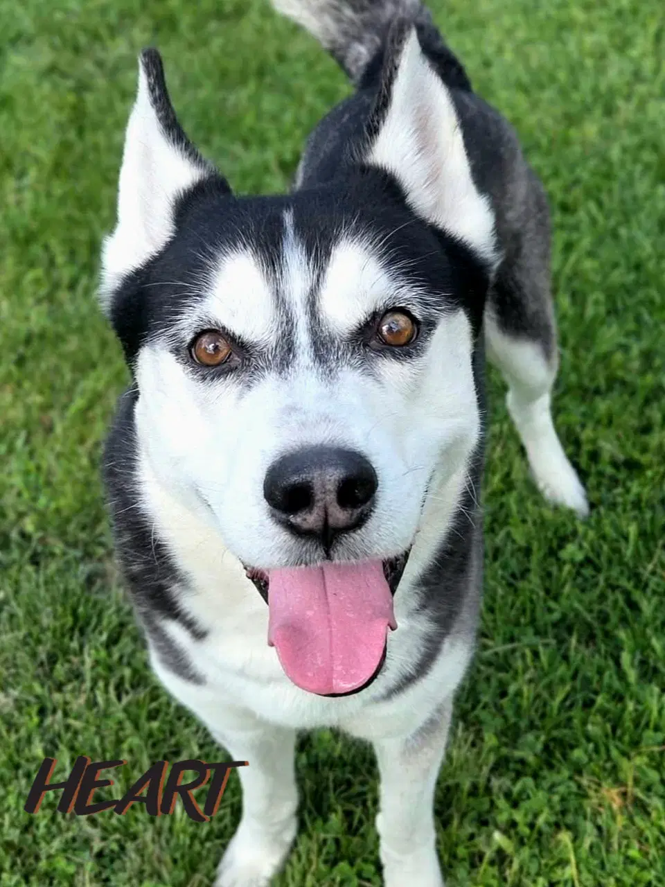 Ace - Siberian Husky