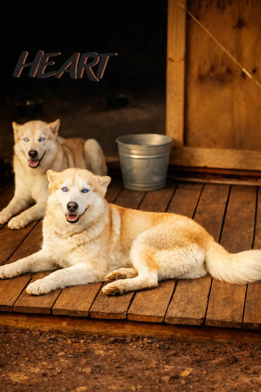 Athena  Iris - Siberian Husky
