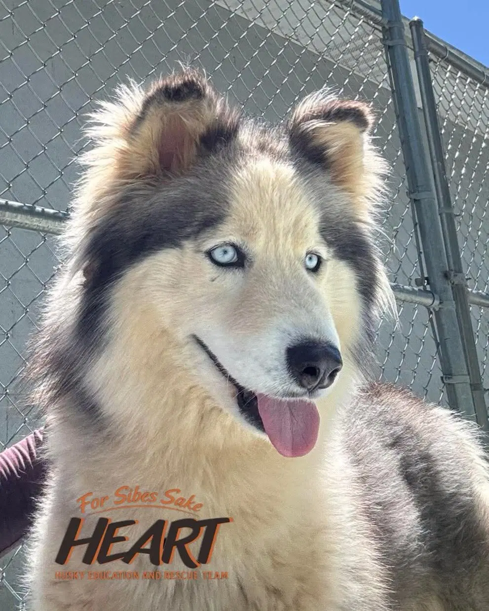 Eliza - Siberian Husky