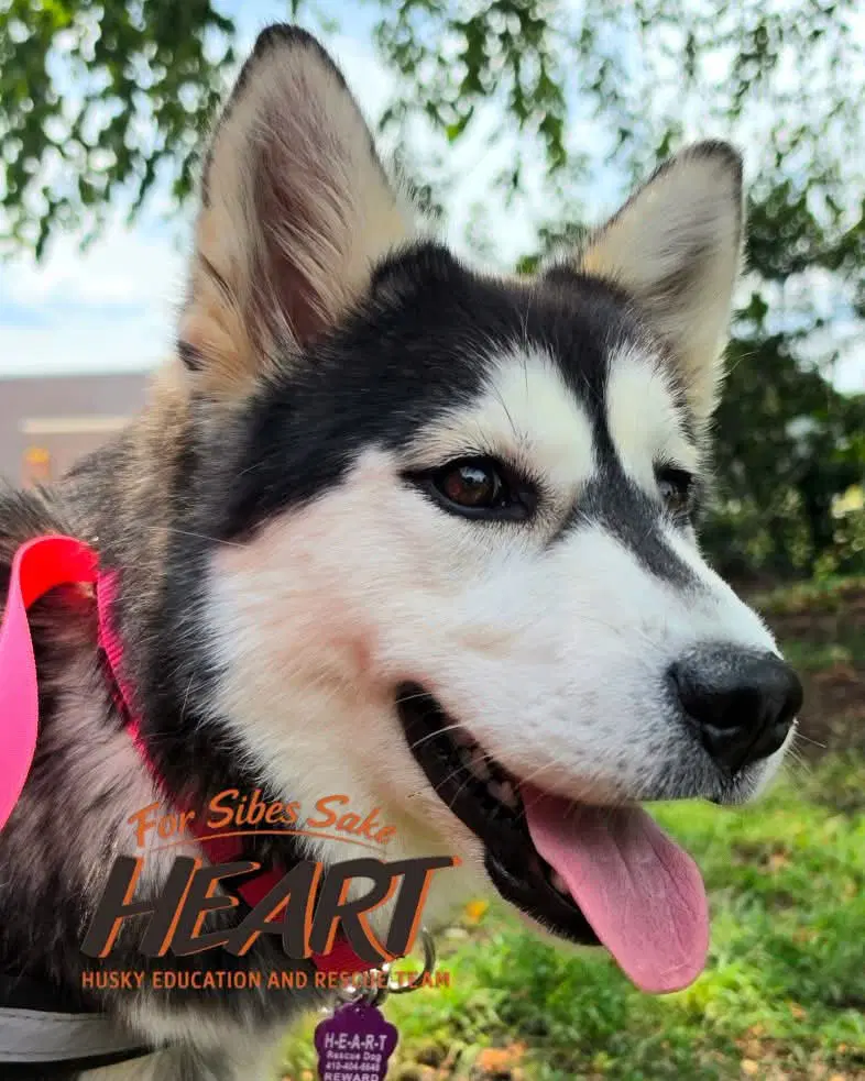 Zhuka - Siberian Husky