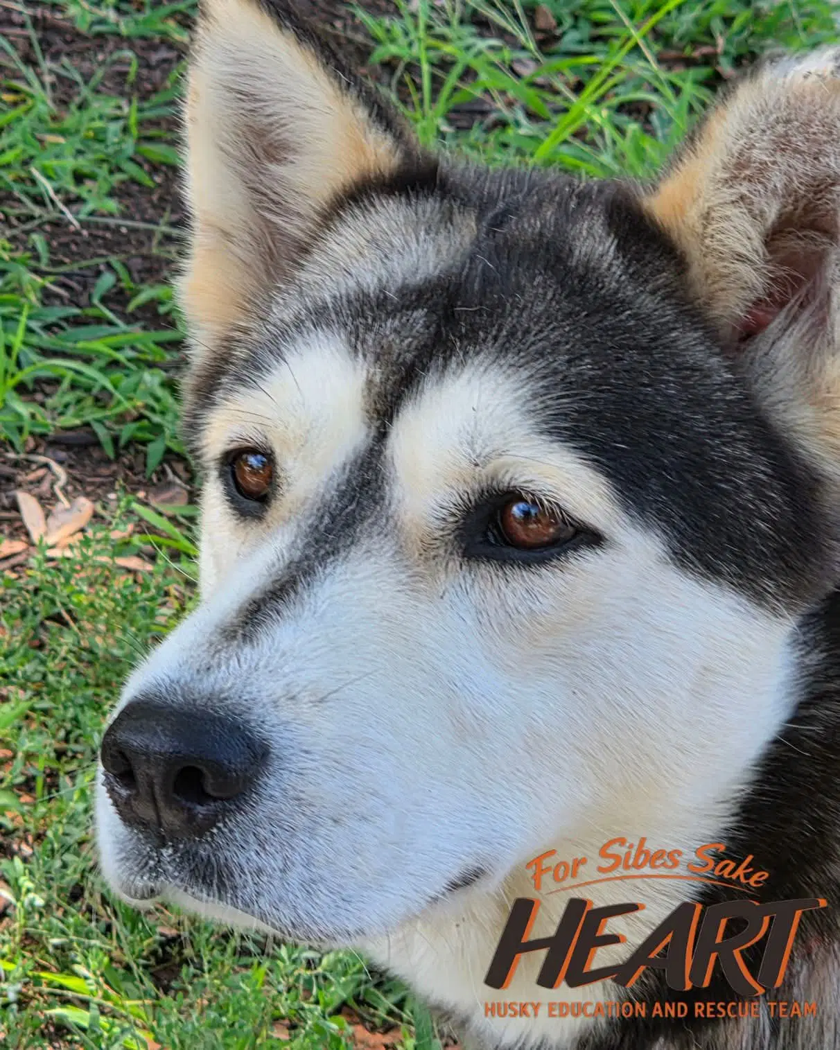 Jetta - Siberian Husky