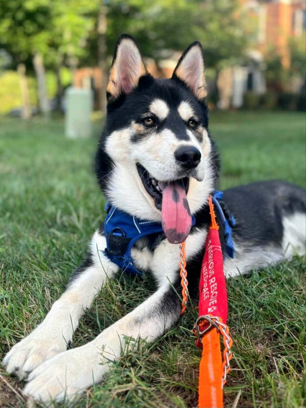 Lupo, dog — photo 1 of 6