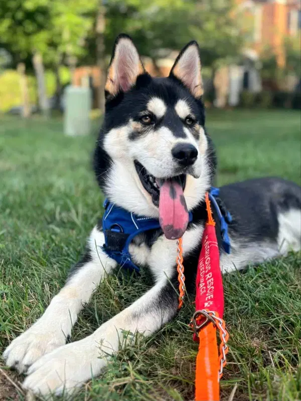 Lupo - Siberian Husky