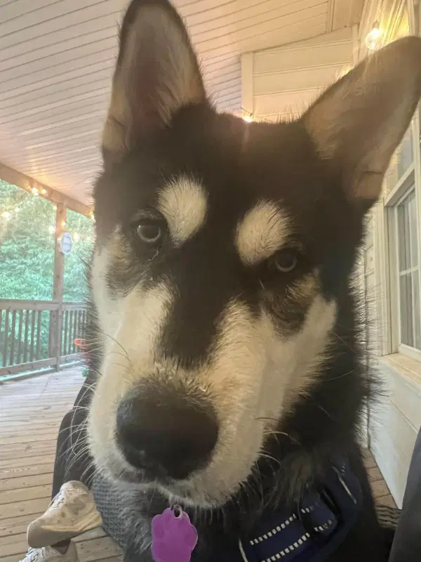 Lupo image 2