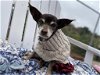 adoptable Dog in ramona, CA named Rhonda