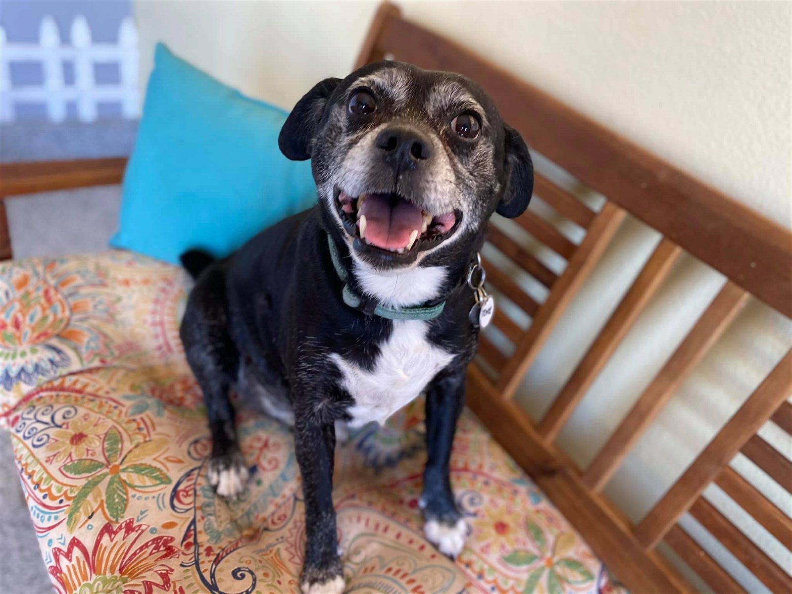adoptable Dog in Ramona, CA named Stewie