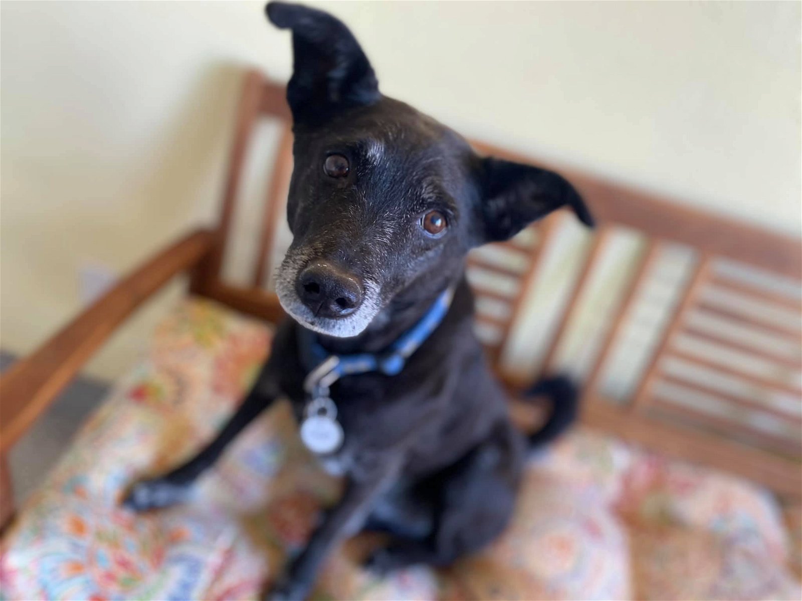 adoptable Dog in Ramona, CA named Chip