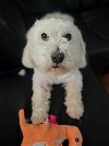 adoptable Dog in ramona, CA named Pops