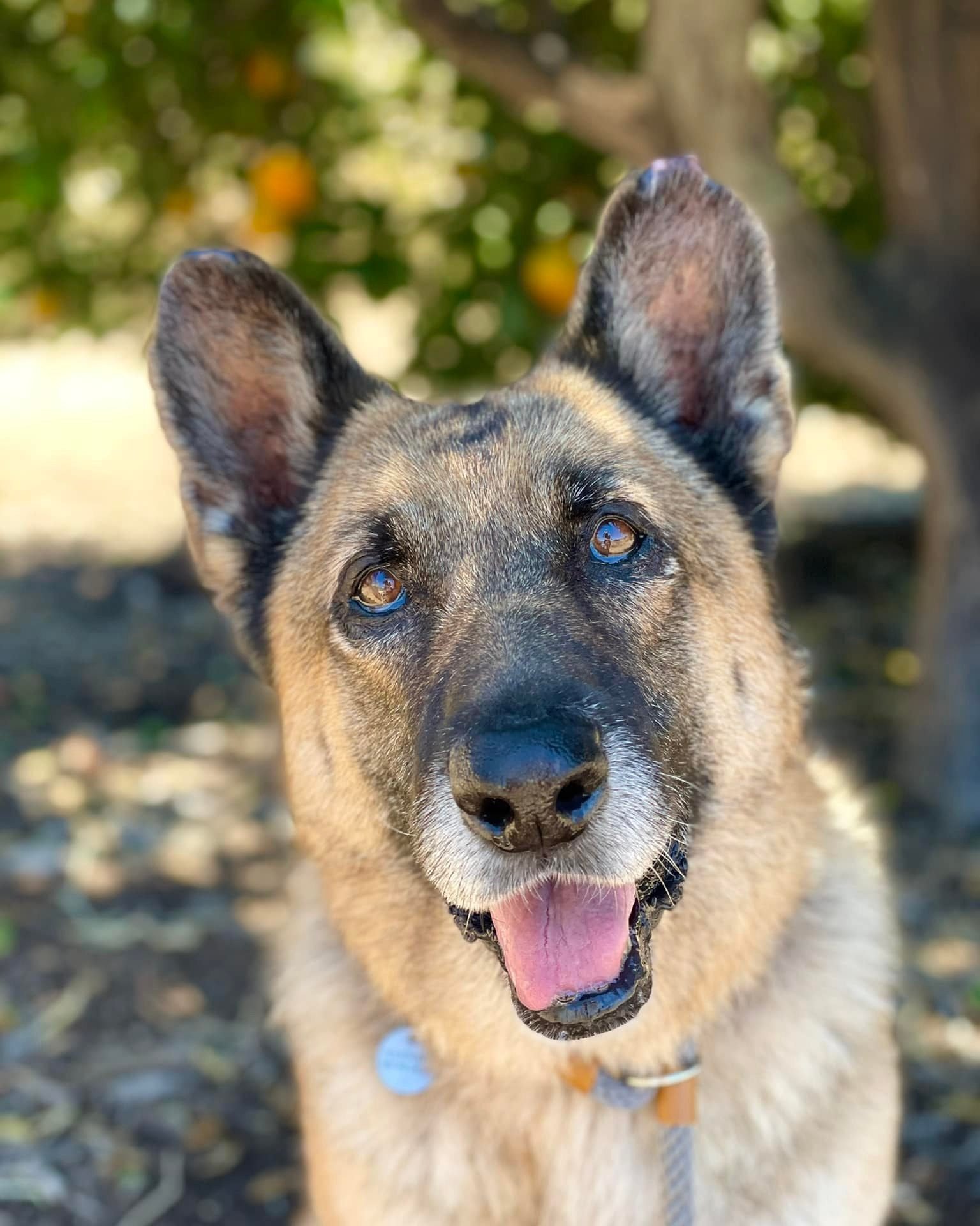 adoptable Dog in Ramona, CA named Suni