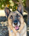 adoptable Dog in ramona, CA named Suni