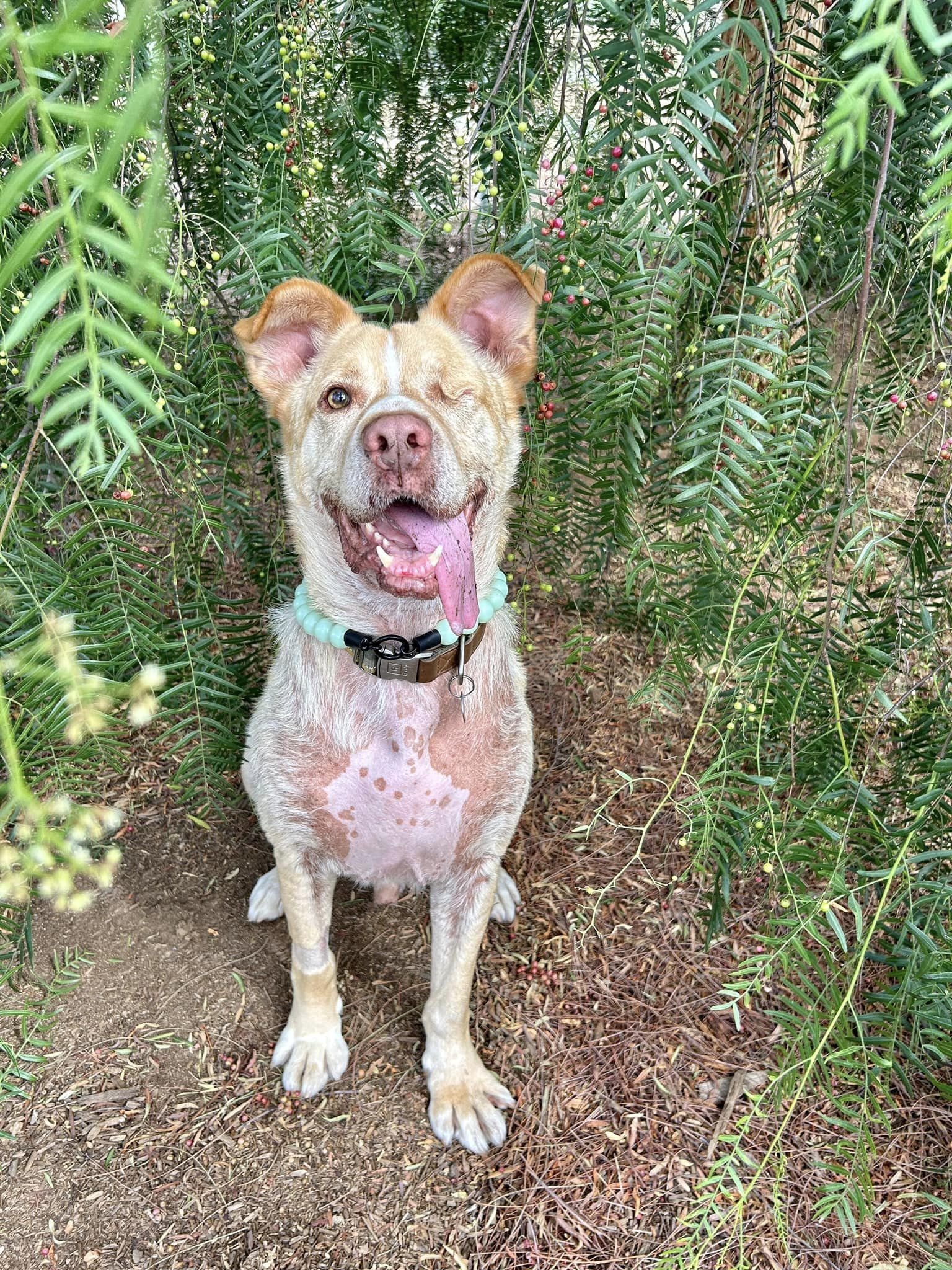 adoptable Dog in Ramona, CA named Smitty