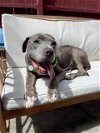 adoptable Dog in ramona, CA named Miso