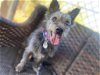 adoptable Dog in ramona, CA named Glover