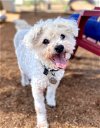 adoptable Dog in ramona, CA named Max Mailman
