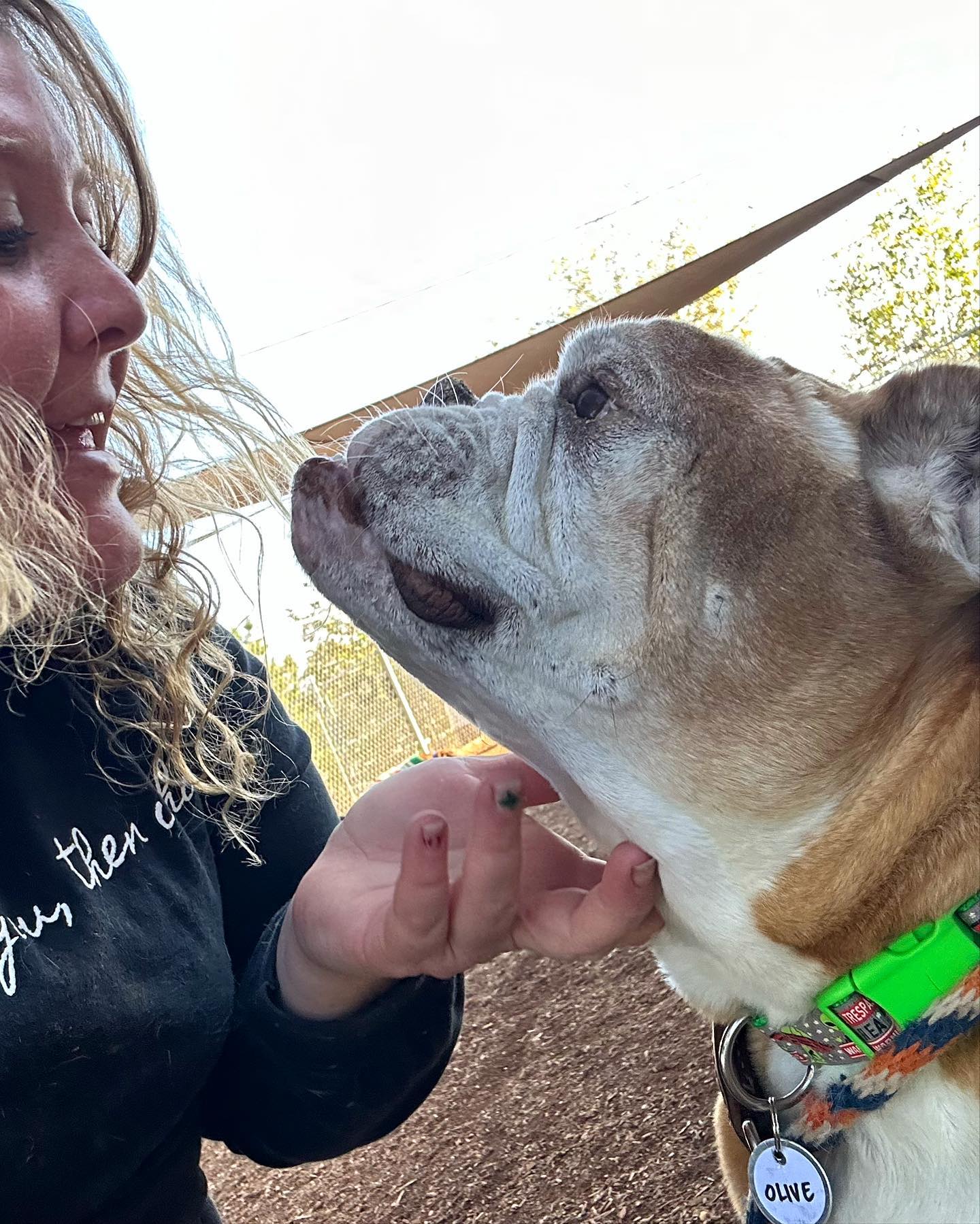 Dog for Adoption Olive, a English Bulldog in Encinitas, CA Alpha Paw