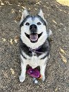 adoptable Dog in ramona, CA named Mella