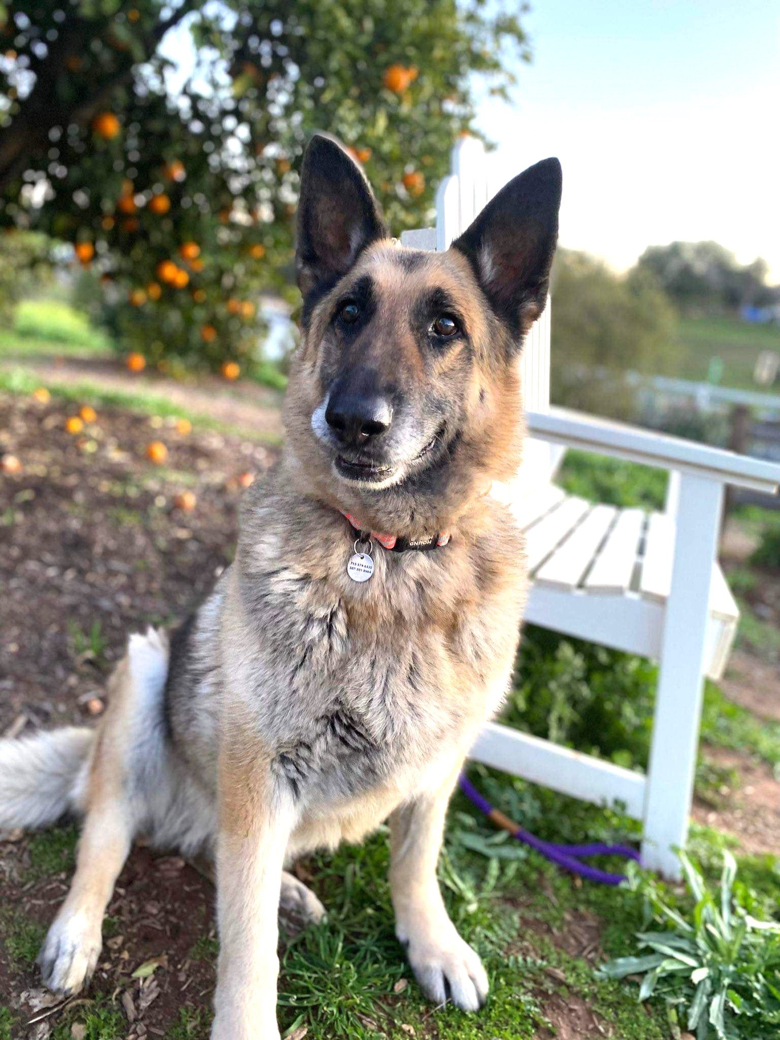 adoptable Dog in Ramona, CA named Kata