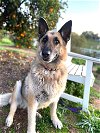 adoptable Dog in ramona, CA named Kata