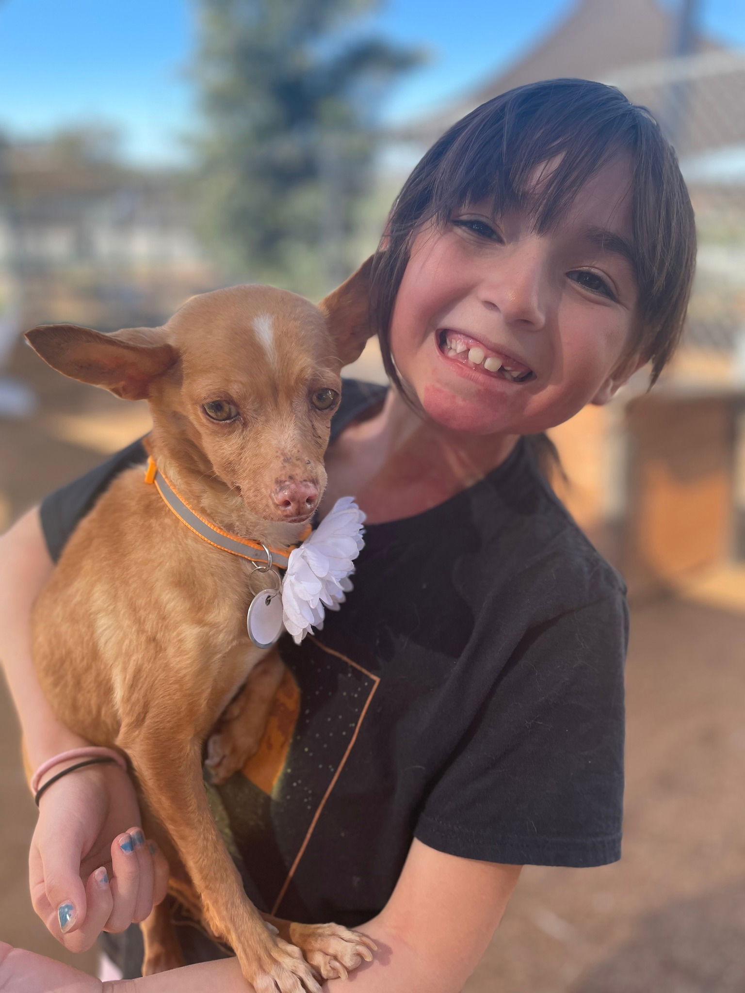 Dog for Adoption - Canela, a Chihuahua in San Pasqual, CA | Alpha Paw