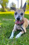 adoptable Dog in ramona, CA named Puppy