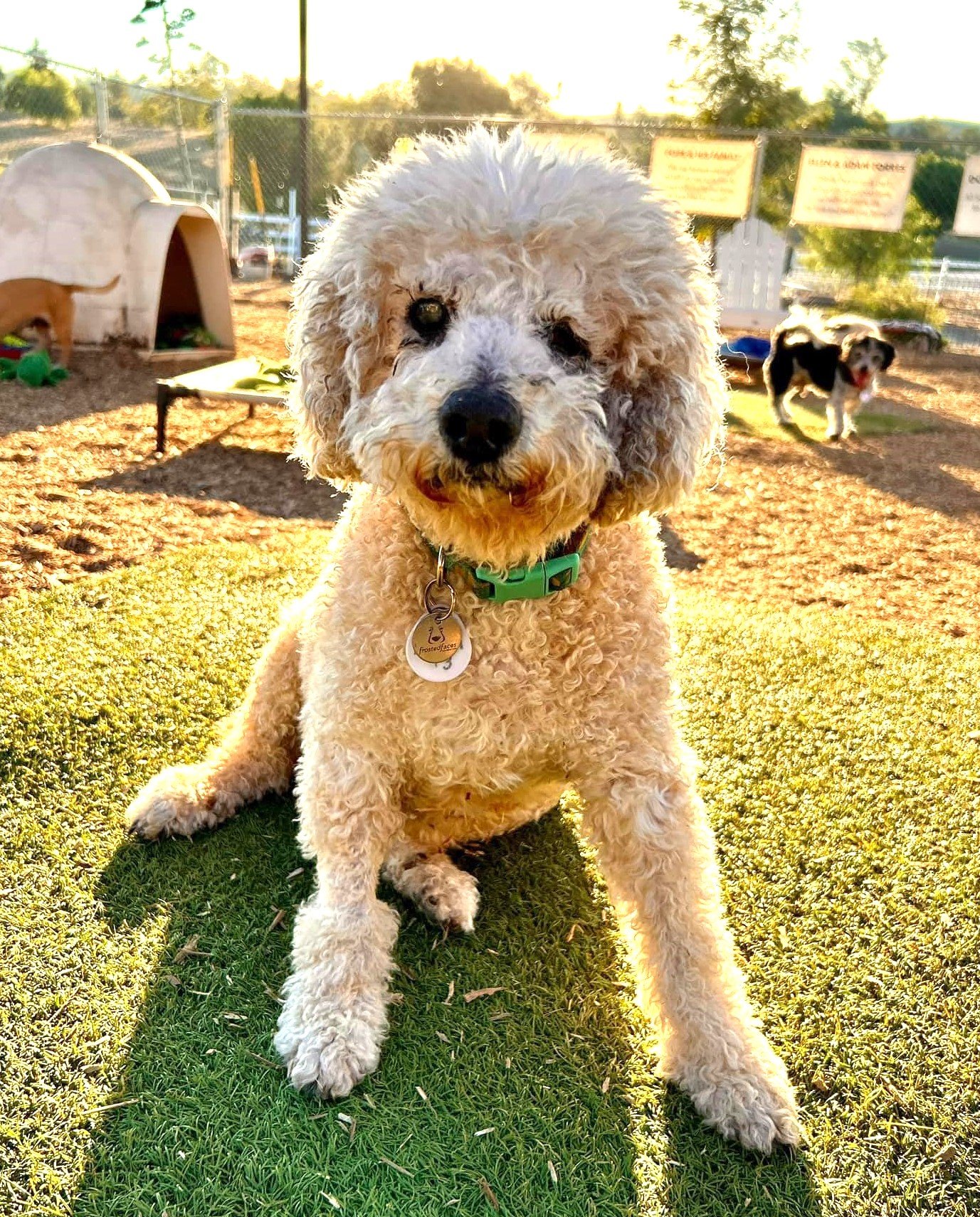 adoptable Dog in Ramona, CA named Leon