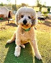 adoptable Dog in ramona, CA named Leon