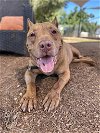 adoptable Dog in ramona, CA named Cooper