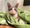 adoptable Cat in ramona, CA named Zazu