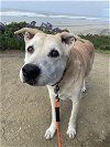 adoptable Dog in ramona, CA named Kobe