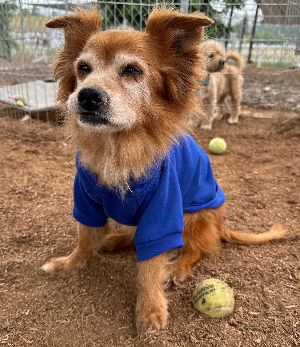 Dog for Adoption Marmalade, a Terrier in Del Mar, CA Alpha Paw