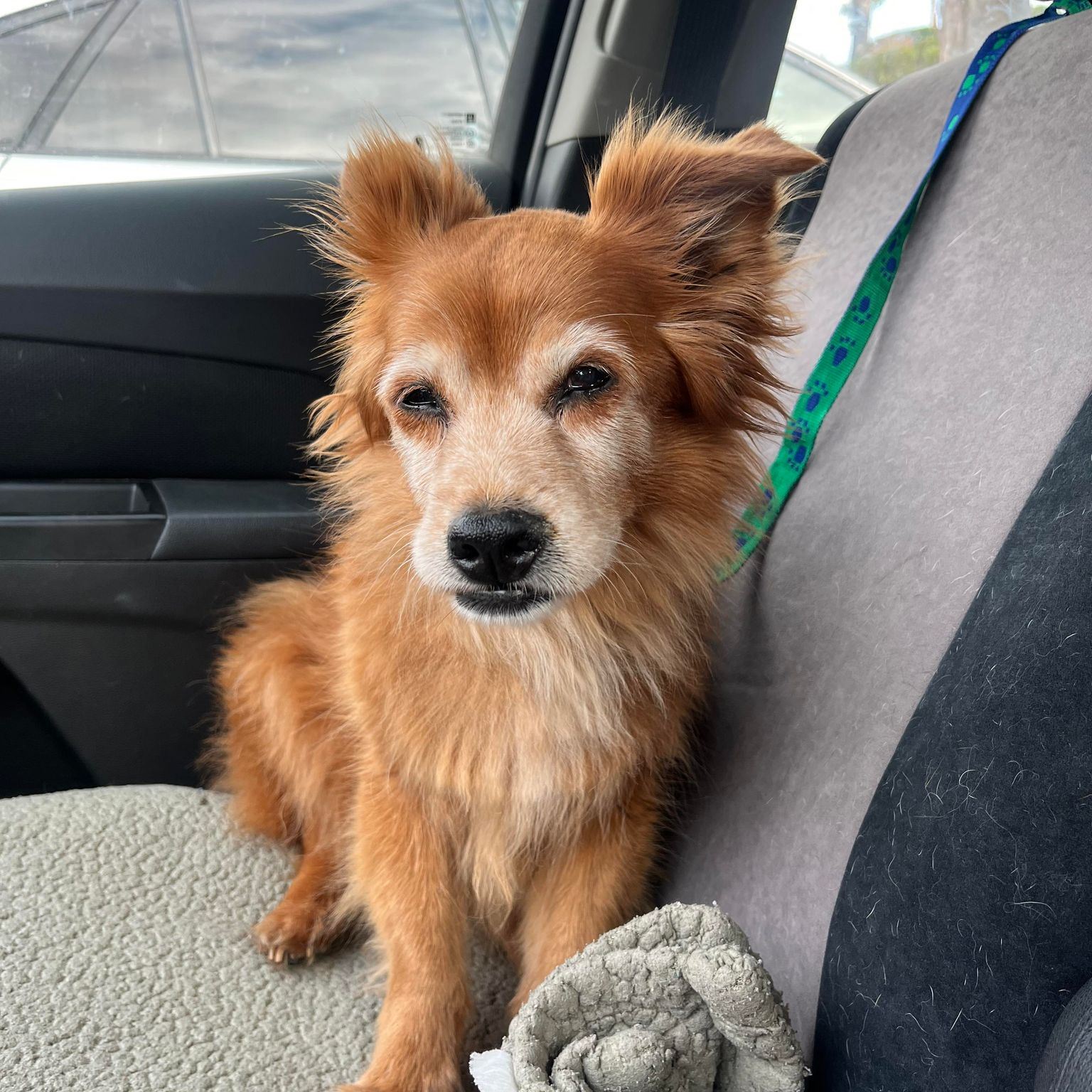 Dog for Adoption Marmalade, a Terrier in Del Mar, CA Alpha Paw