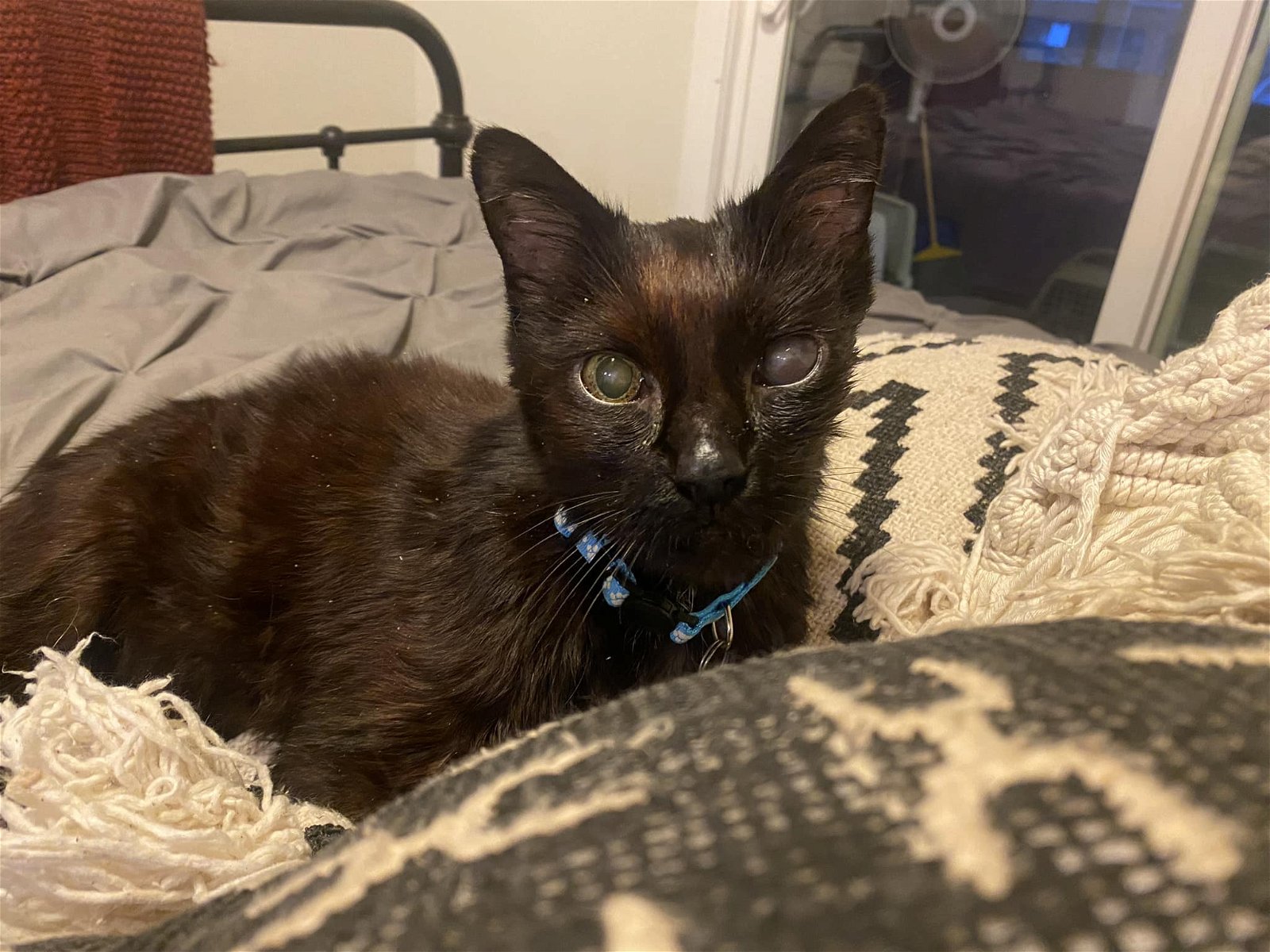 adoptable Cat in Ramona, CA named Loki