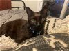 adoptable Cat in ramona, CA named Loki