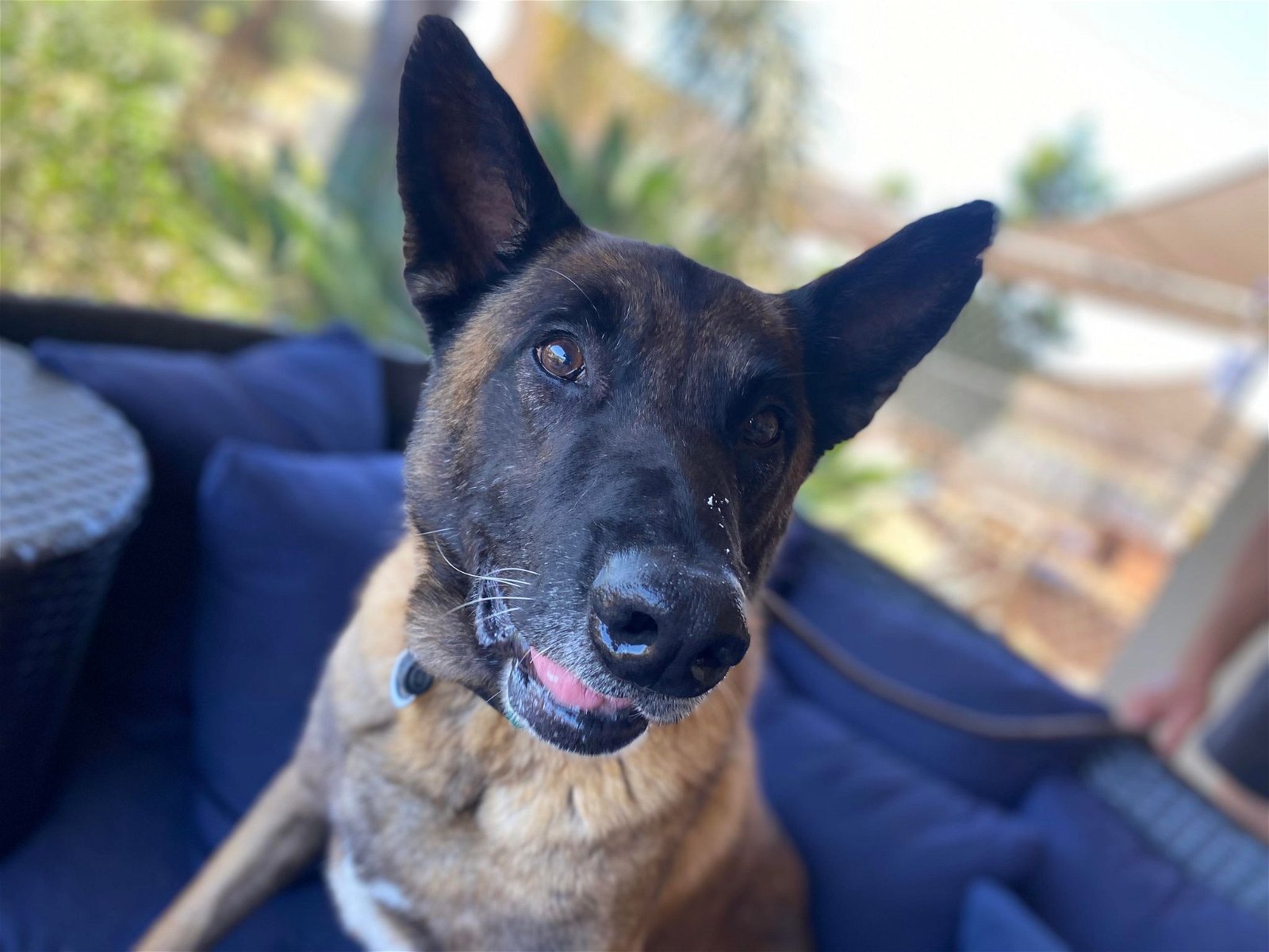 adoptable Dog in Ramona, CA named Argus
