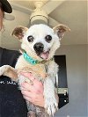 adoptable Dog in ramona, CA named Nanzar