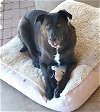 adoptable Dog in ramona, CA named The Bear