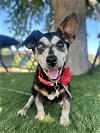 adoptable Dog in ramona, CA named Diggy Azalea