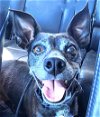 adoptable Dog in ramona, CA named Ralph