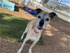adoptable Dog in ramona, CA named Nicki Notebook