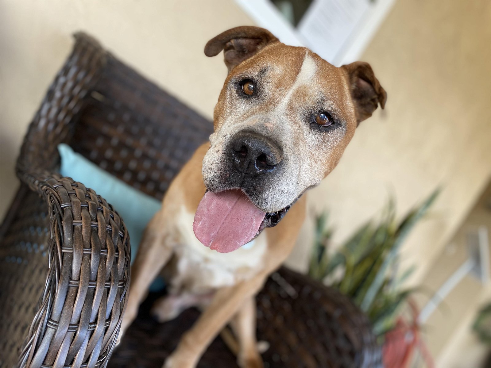 adoptable Dog in Ramona, CA named Orson