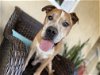 adoptable Dog in ramona, CA named Orson