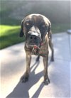 adoptable Dog in ramona, CA named Eli