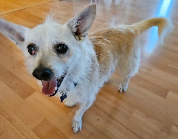adoptable Dog in Ramona, CA named Turkey