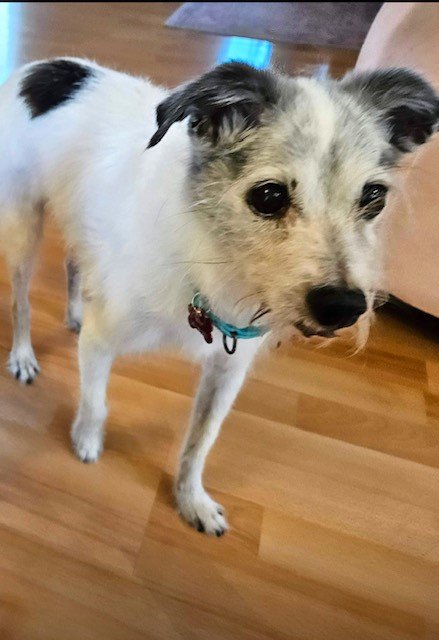 adoptable Dog in Ramona, CA named Duncan