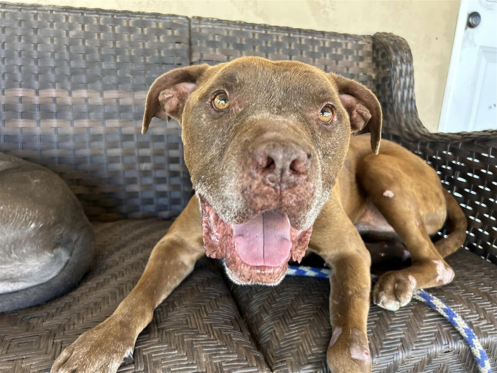 adoptable Dog in Ramona, CA named Dopey