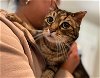 adoptable Cat in ramona, CA named Kiki