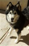 adoptable Dog in ramona, CA named Oso